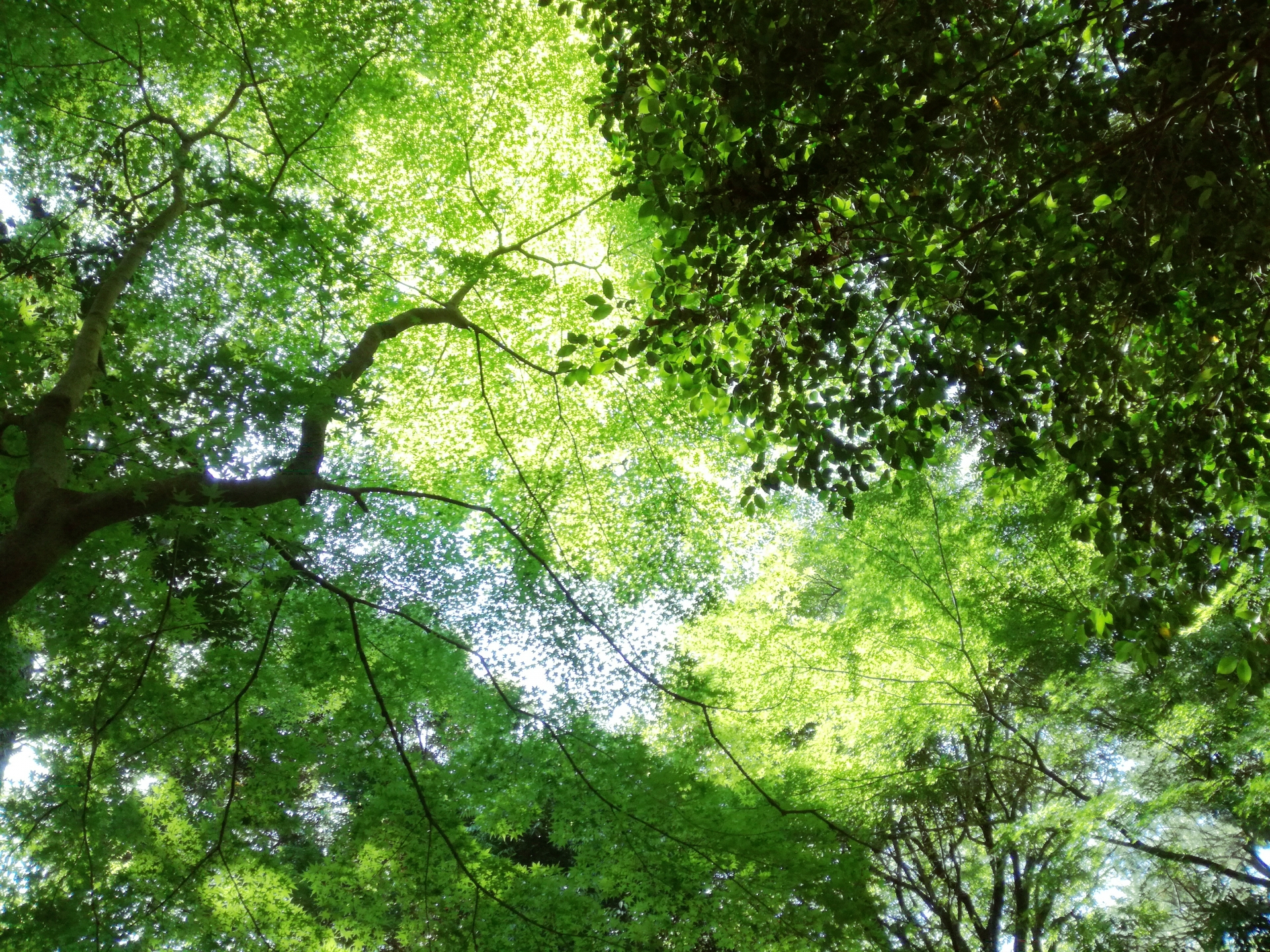 国立科学博物館附属 自然教育園の画像